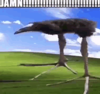 Maupa Image